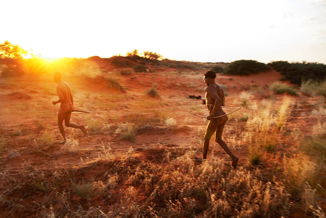 Traditionele jacht van de San in de Kalahari-woestijn, waarbij uitputting van het prooidier een belangrijke rol speelt.