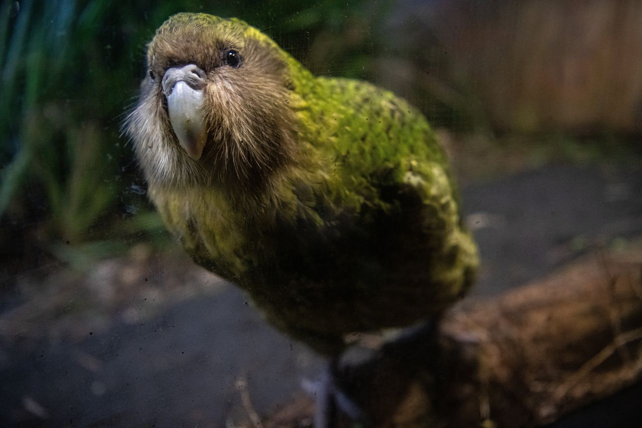 De kakapo is een bedreigde loopvogel. Dit is Sirocco, de officiële Woordvogel voor Natuurbeheer. Foto Liu Yang