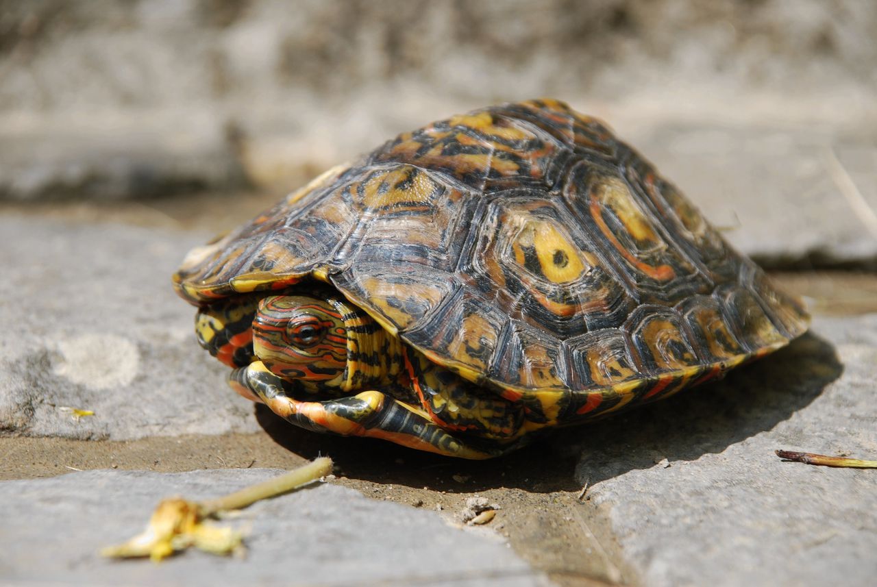 De sieraardschildpad (Rhinoclemmys Pulcherrima), een van de soorten waarvan de onderzoekers geluid hebben opgenomen.