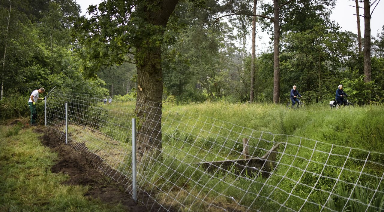 In Friesland begon in 2021 de bouw van een wolvenwerend hek.