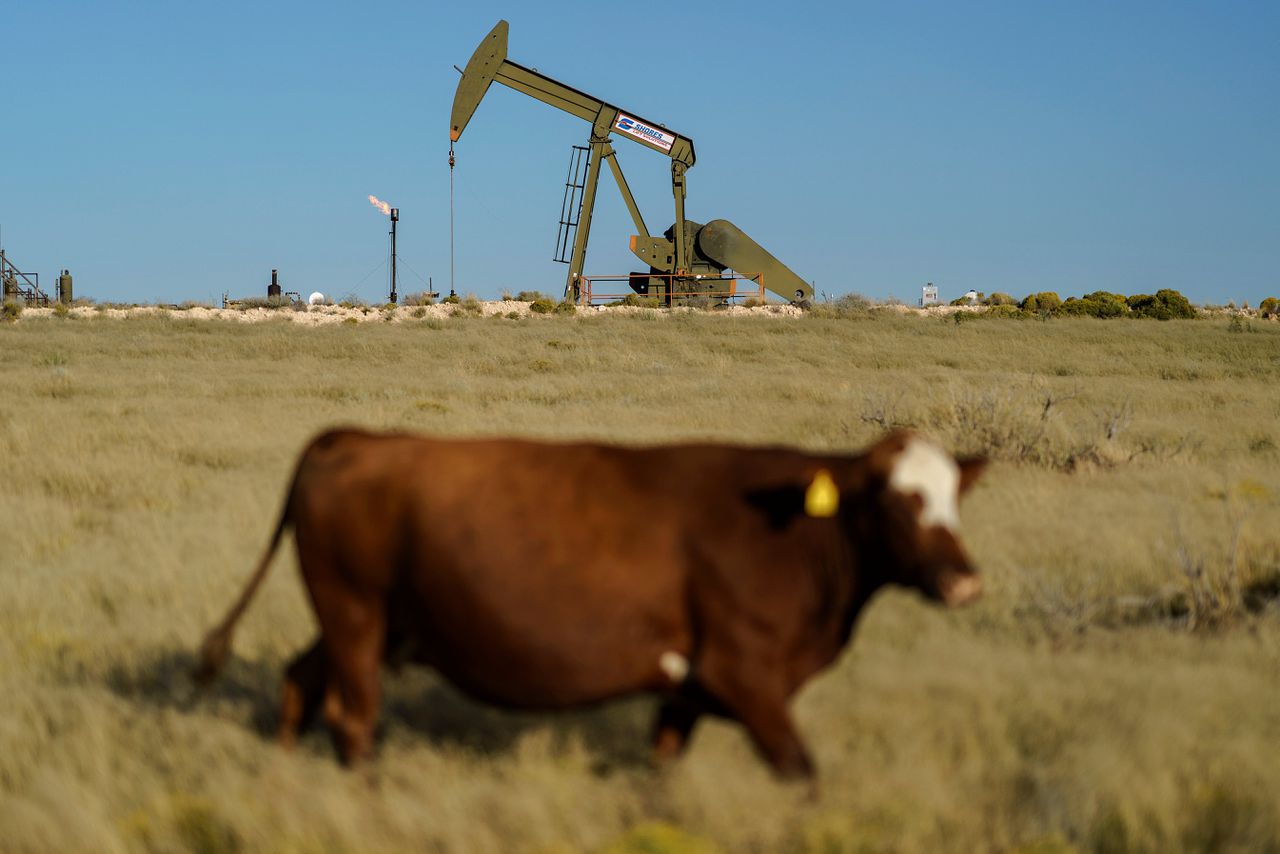 Een koe loopt vlakbij een methaanbrander in Texas.