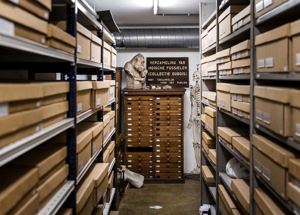 Indische fossielen in de collectietoren, onderdeel van de collectie Dubois in museum Naturalis.