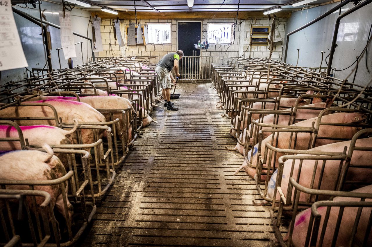 Het RIVM maakte een rekenfout bij de beoordeling van varken- en pluimveestallen.