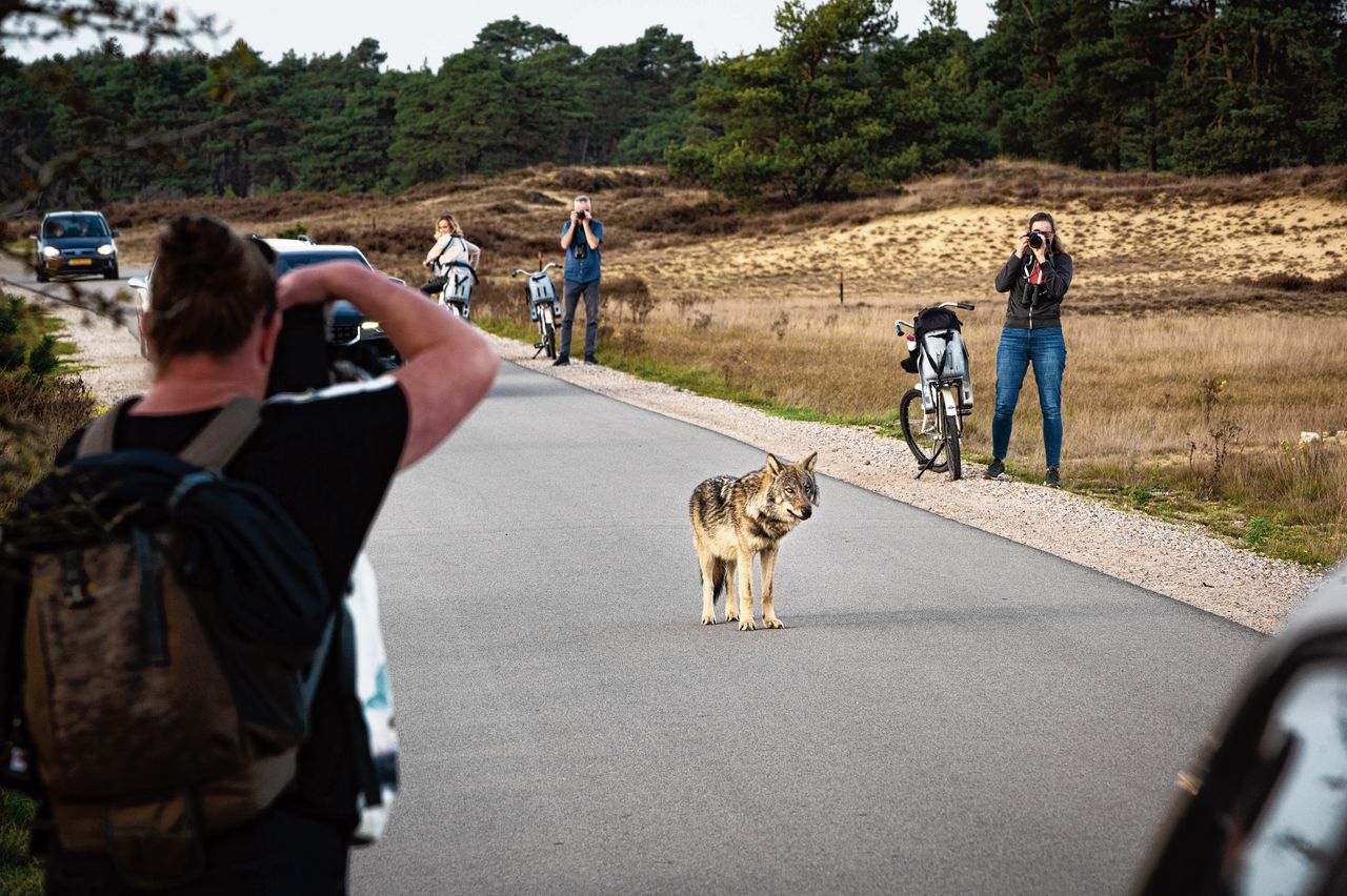 Wolf ontmoet mens: tafereel in het nationale park De Hoge Veluwe op 30 oktober, einde zondagmiddag.