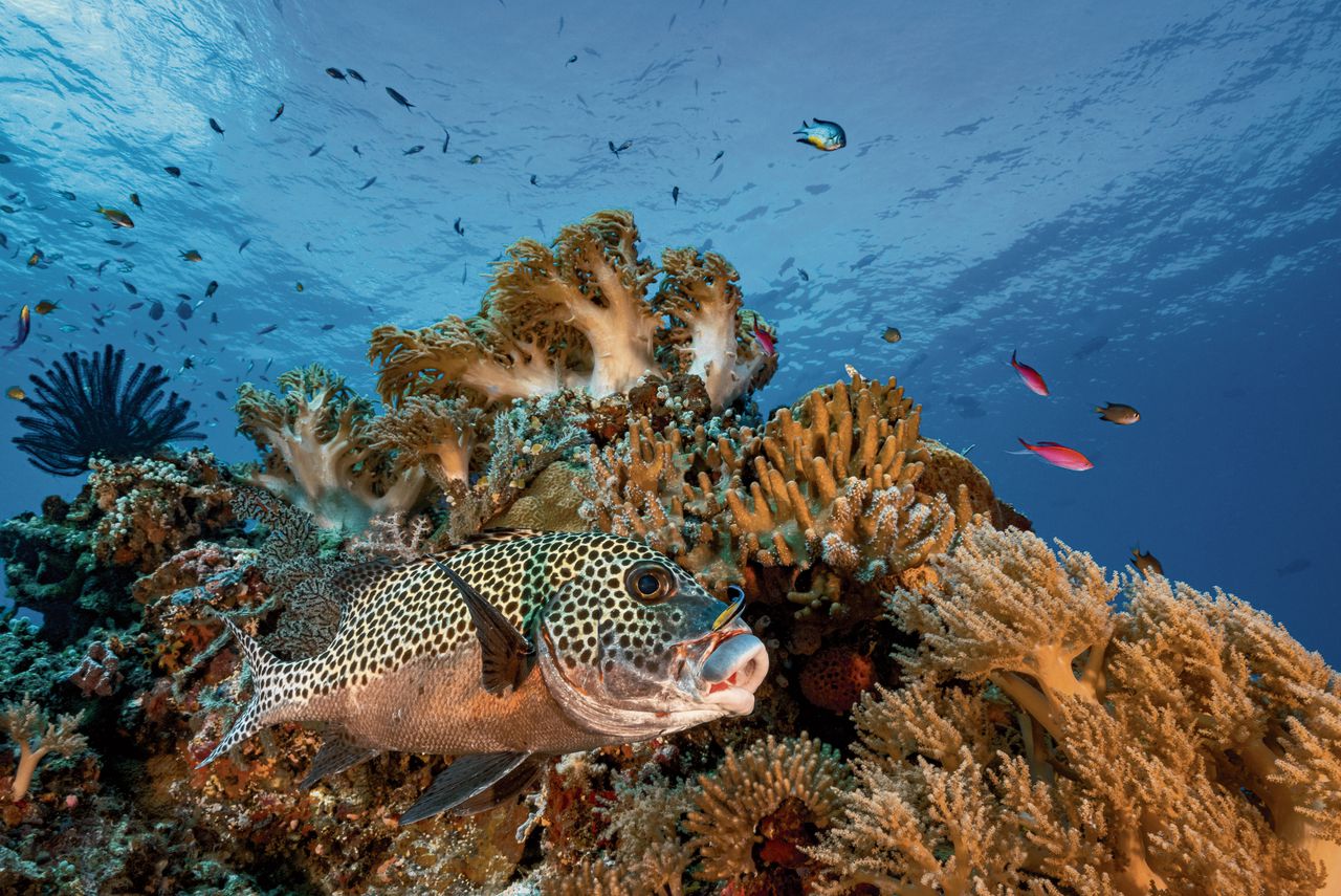 Het koraalrif bij de Filippijnen. Het akkoord bepaalt dat de oceanen beter beschermd moeten worden - maar ook zouden de bewoordingen volgens critici minder algemeen moeten zijn