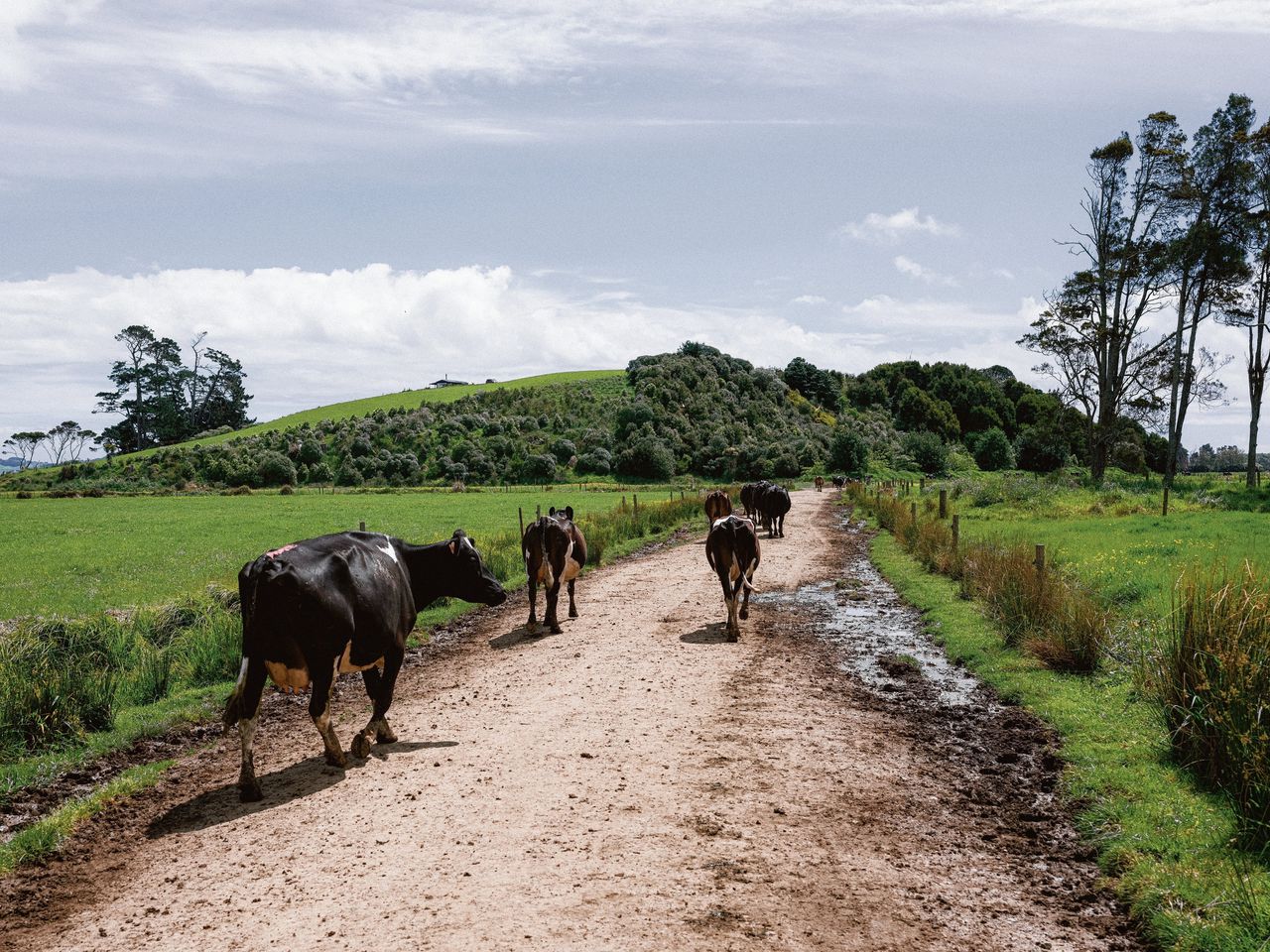 De Schotse voorouders van zuivelboer Stu Muir kwamen in de 19de eeuw naar Nieuw-Zeeland. Muir is de vijfde generatie die koeien houdt in de heuvels van Aka Aka in de regio Waikato op het Noordereiland.