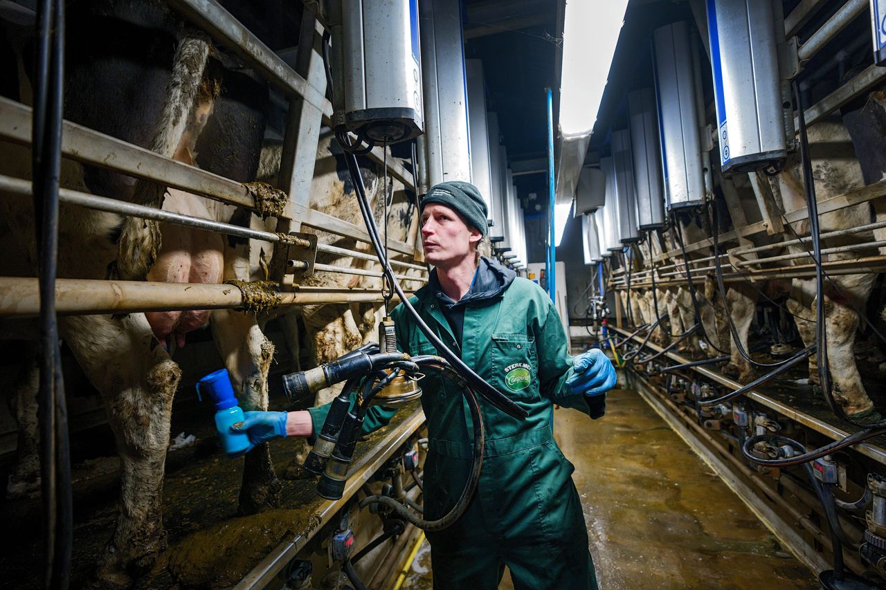 Gerrit van Schaik in zijn boerenstal in Loenen aan de Vecht.