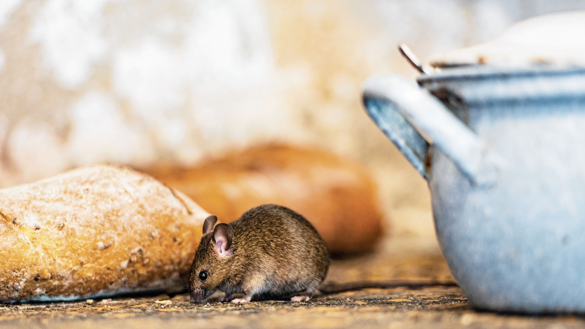 Bestrijden van ratten en muizen moet voortaan zonder gif