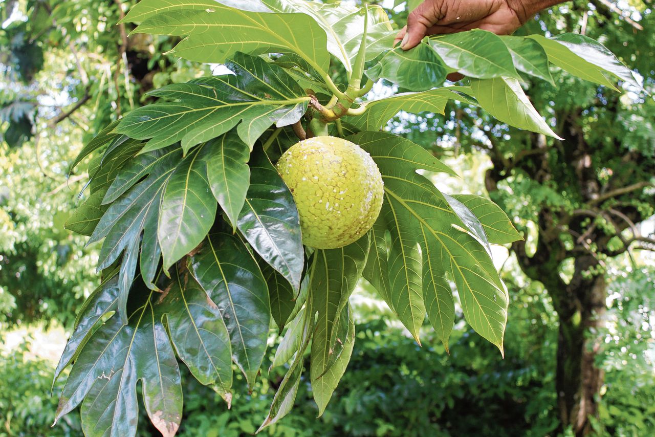 De zetmeelrijke vrucht van de broodboom kan als graanvervanger dienen en is rijk aan vitaminen en sporenelementen.