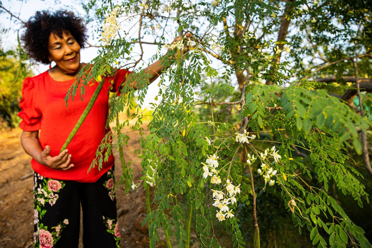 Dinah Veeris met een Moringa boom.