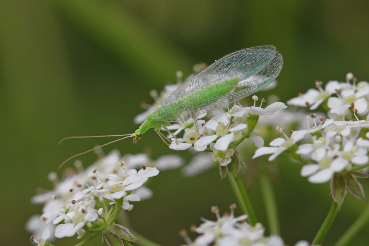 Goudoogje, Chrysoperla carnea s.l.