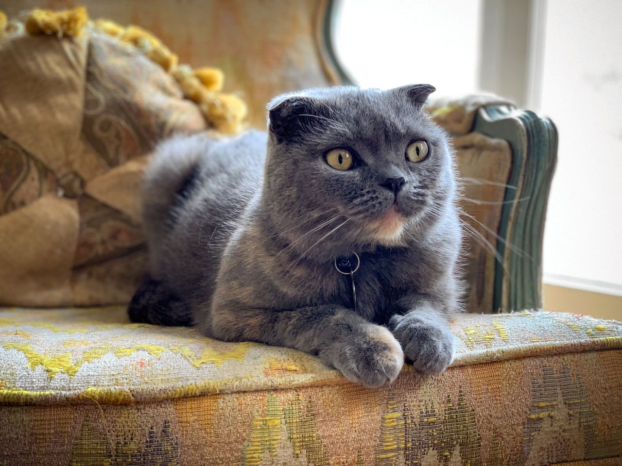 Een Scottish Fold-kat, een van de rassen die het kabinet wil verbieden. Door hun gevouwen oortjes krijgen de dieren ontstekingen door hun hele lichaam.