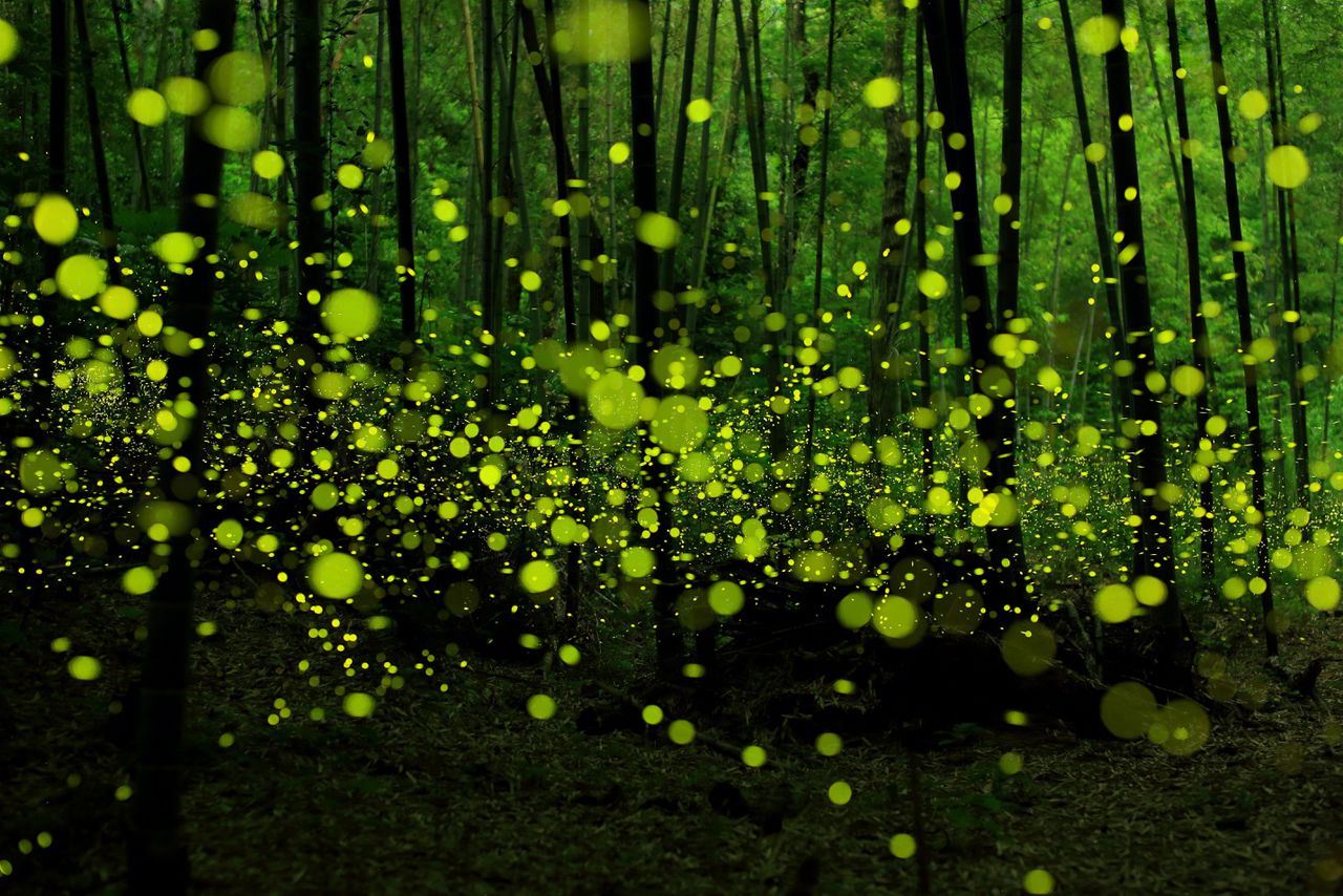 Vuurvliegjes in een bamboebos in Japan. Het ‘vuurvliegjesweten’ vormt de kern van Didi-Hubermans essay.