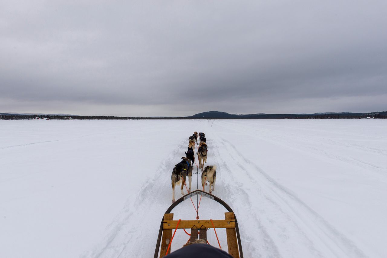 Sledehonden op de bevroren rivier de Torne in de buurt van het Noord-Zweedse Kiruna. Onder meer vanwege de schitterende natuur heeft Stockholm de Europese Commissie uitgenodigd om hier het Zweedse EU-voorzitterschap af te trappen.