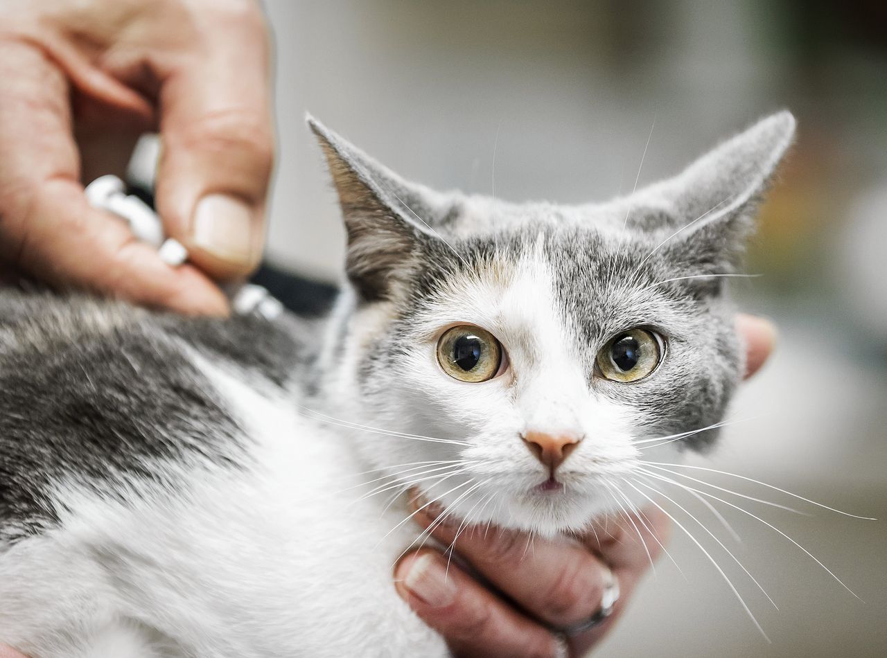Als het aan de minister ligt, worden katten verplicht gechipt.