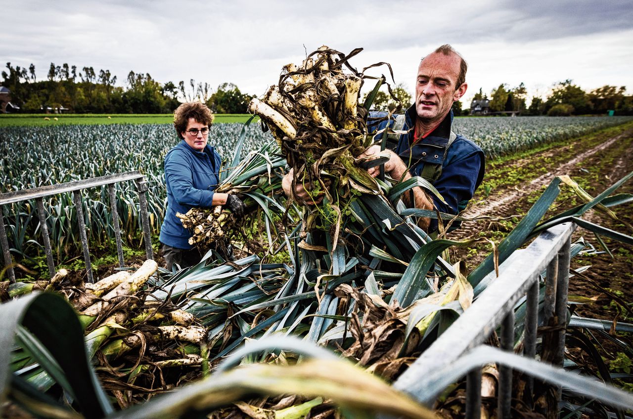 Biologisch land- en tuinbouwbedrijf in Strijen (Z-H). Biologische boeren worden harder geraakt door de huidige inflatie.