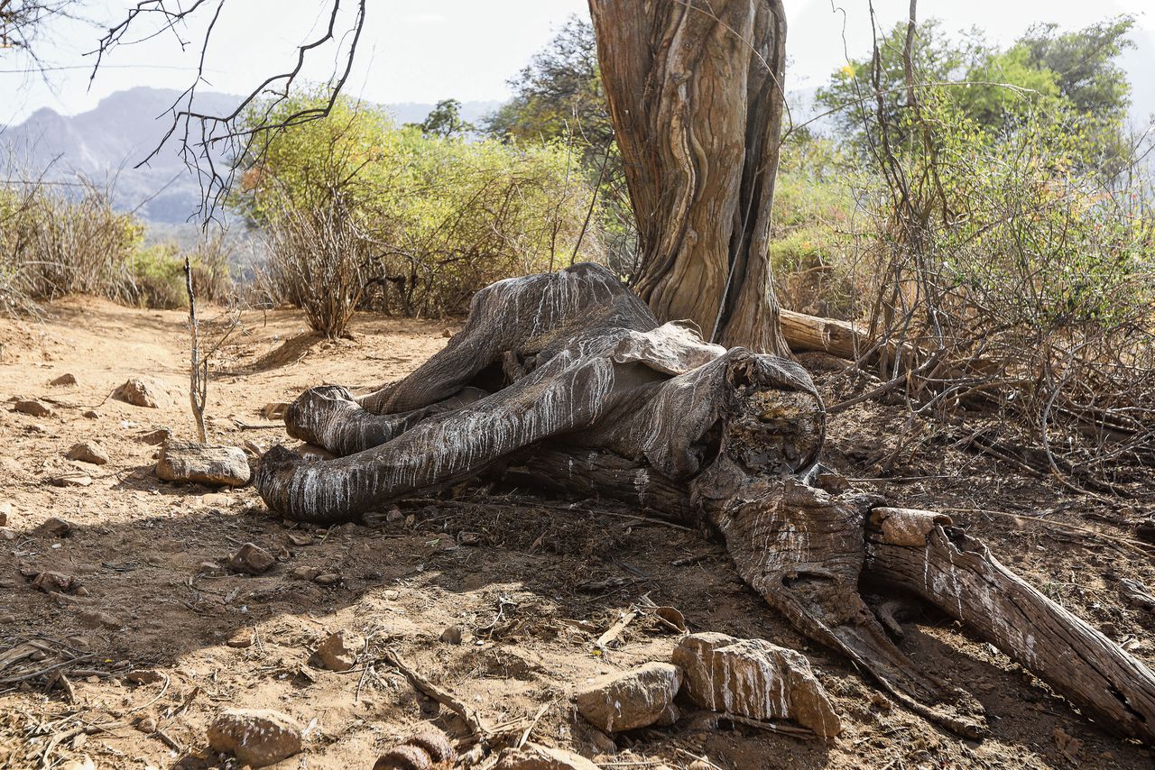 Grote droogte in Oost- en Zuidelijk Afrika kost niet alleen het leven aan miljoenen stuks vee maar ook aan wilde dieren, zoals olifanten.