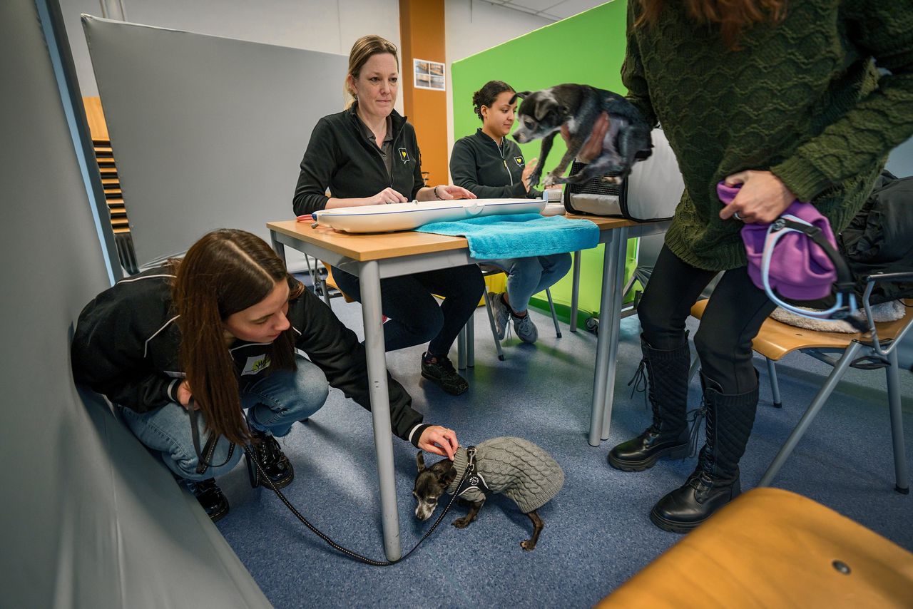 De chihuahuamixjes Hindi en Jibe op consult bij de dierenarts in Haarlems wijkcentrum De Wereld.