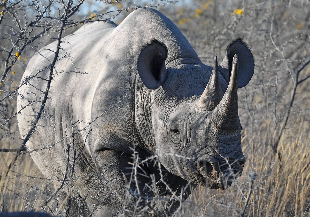 Een neushoorn in het Etosha-reservaat in Namibië.