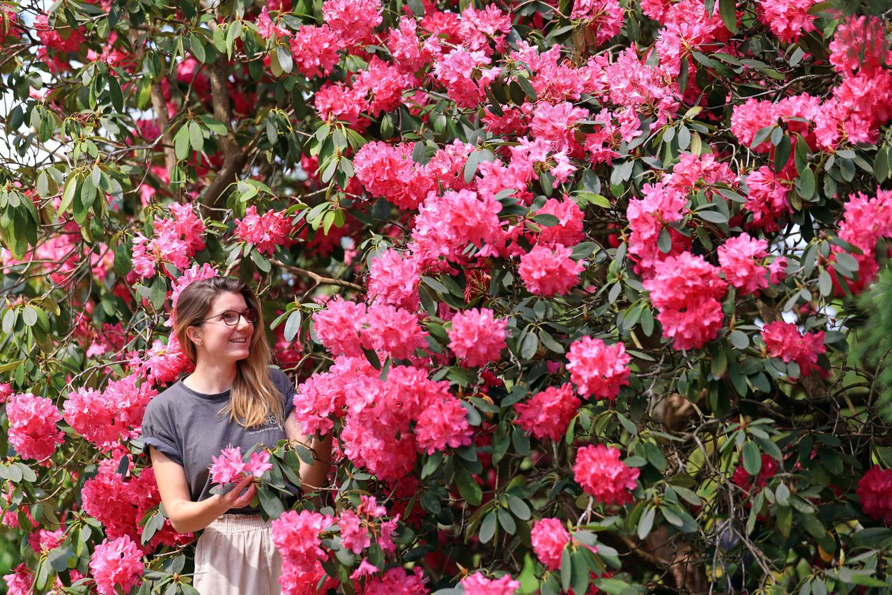 Tuinbouwer Toni Brown in de Royal Horticultural Society Garden Wisley, in Surrey.