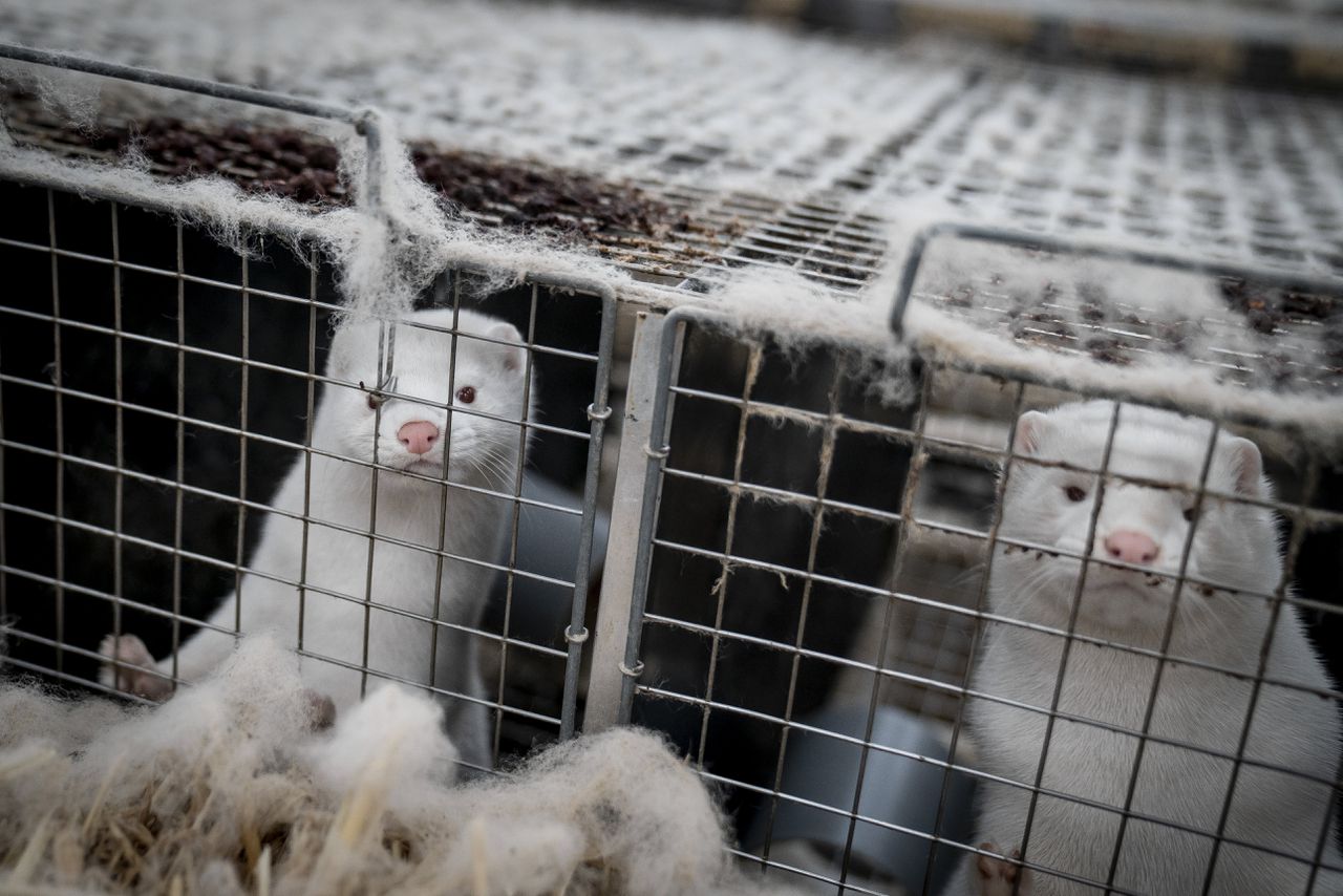 Een foto uit 2020 van een nertsenfarm in Denemarken, waar dat jaar tijdens de coronapandemie alle zeventien miljoen nertsen werden geruimd.