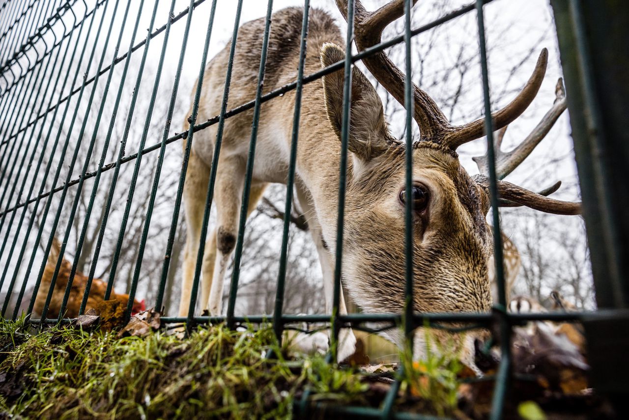 Een recente petitie roept de Kamer op geen damherten te plaatsen op de nieuwe hobbydierenlijst: daardoor zouden damhertenparken moeten sluiten in 2024.