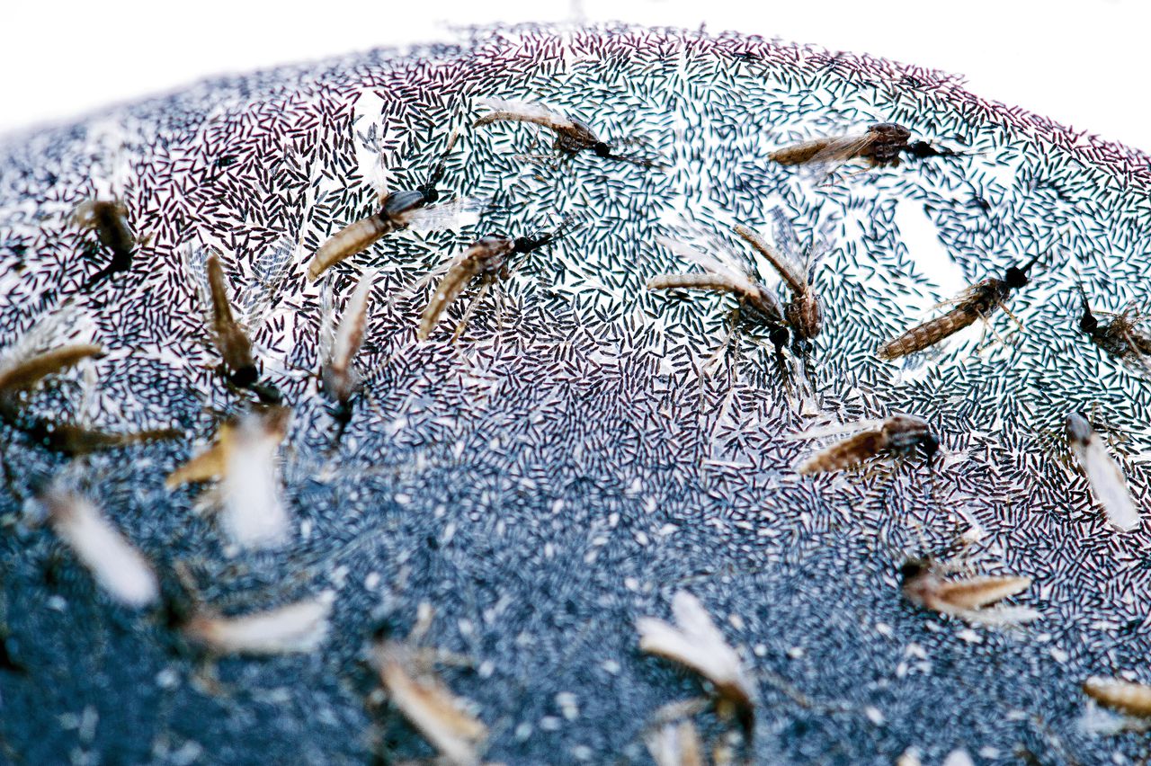 In het lab gekweekte Anopheles-muggen op een zee van muggeneitjes in water.