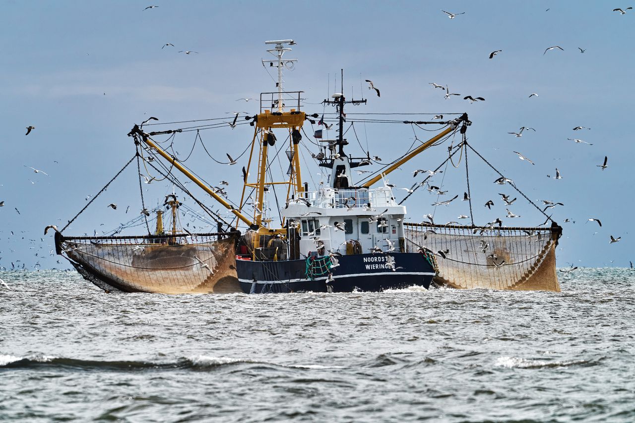 Kotters vissen naar garnalen, onder meer op de Noordzee. De vraag is hoe lang nog, nu Europese regelgeving de daarvoor gehanteerde viswijze aan banden zou kunnen leggen.