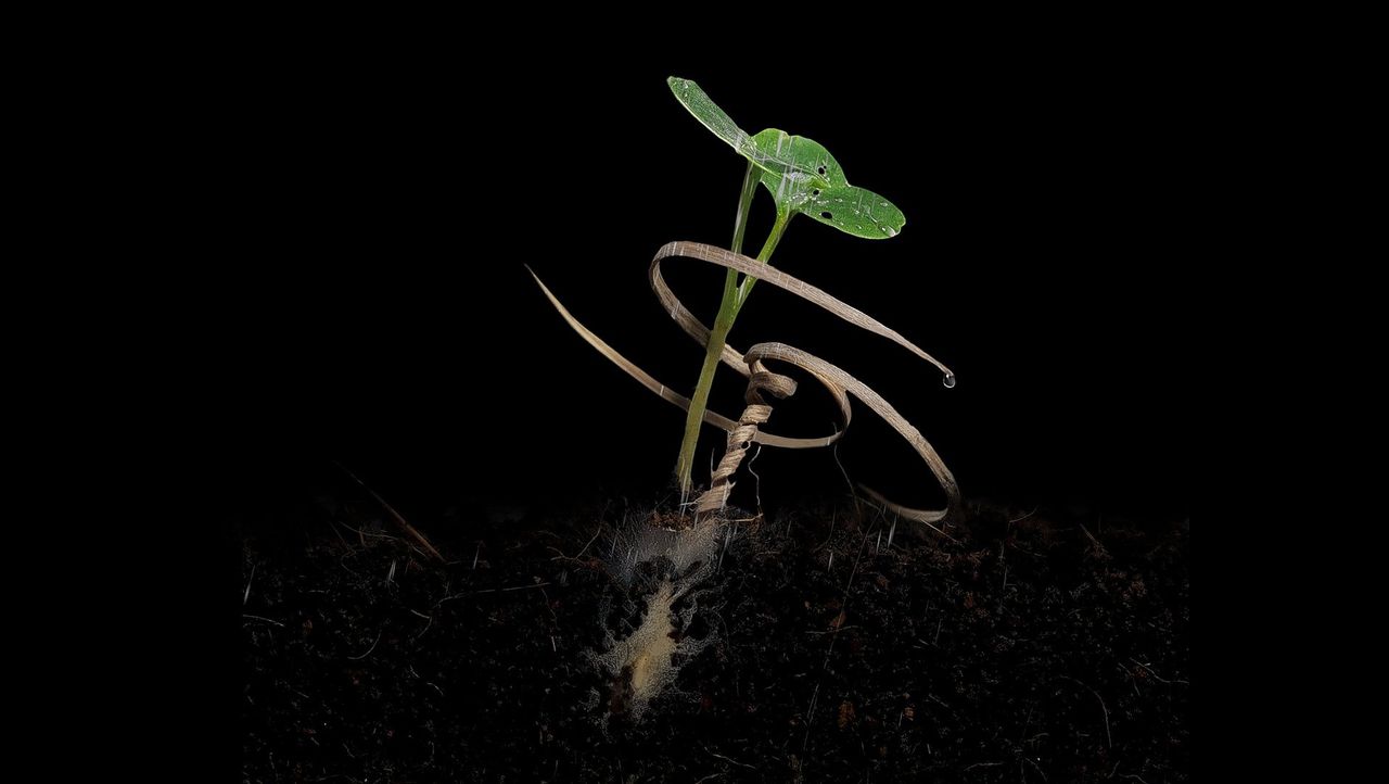 Het zelfingravende mechanisme is gebaseerd op het zaad van de plant Erodium cicutarium.