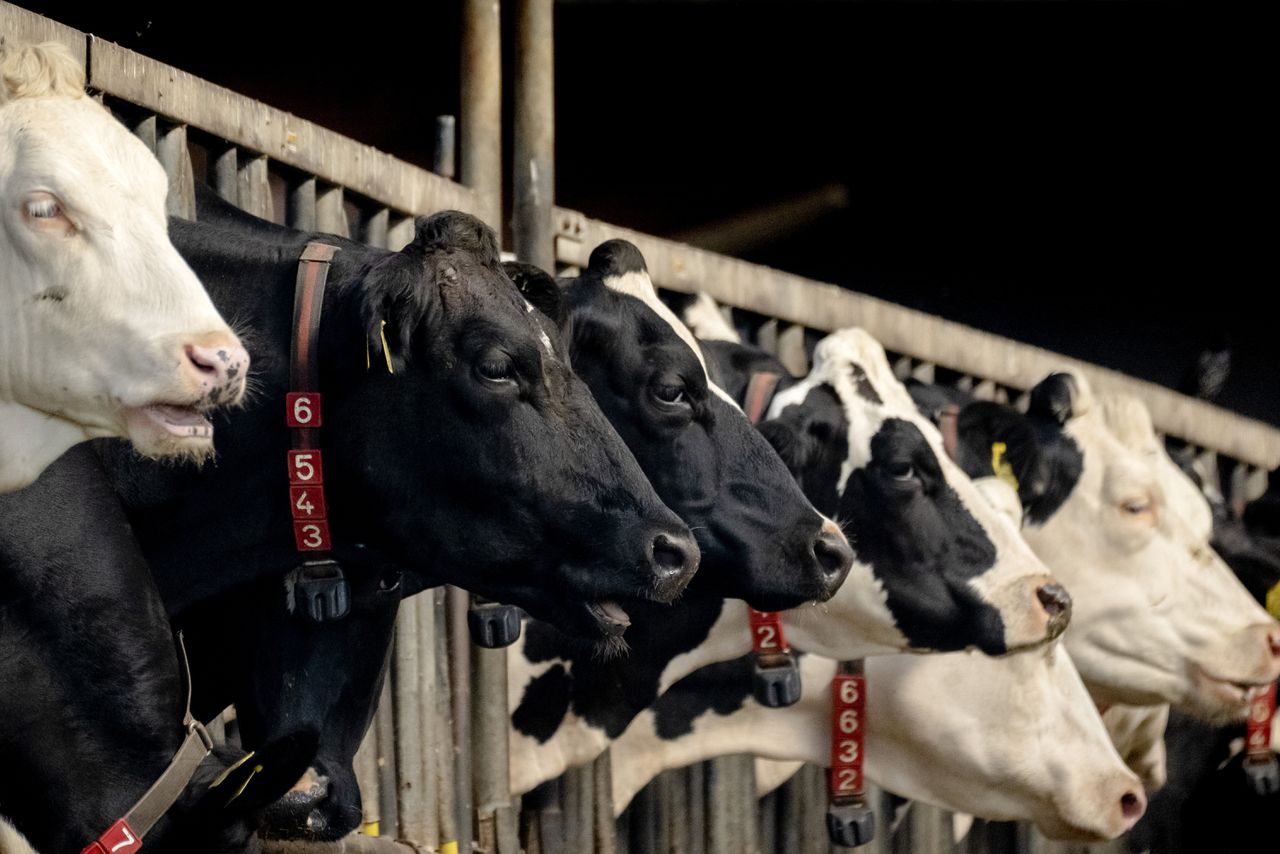 In Nederland is de gekkekoeienziekte aangetroffen op een boerderij. Om welke variant het gaat, is nog niet duidelijk.