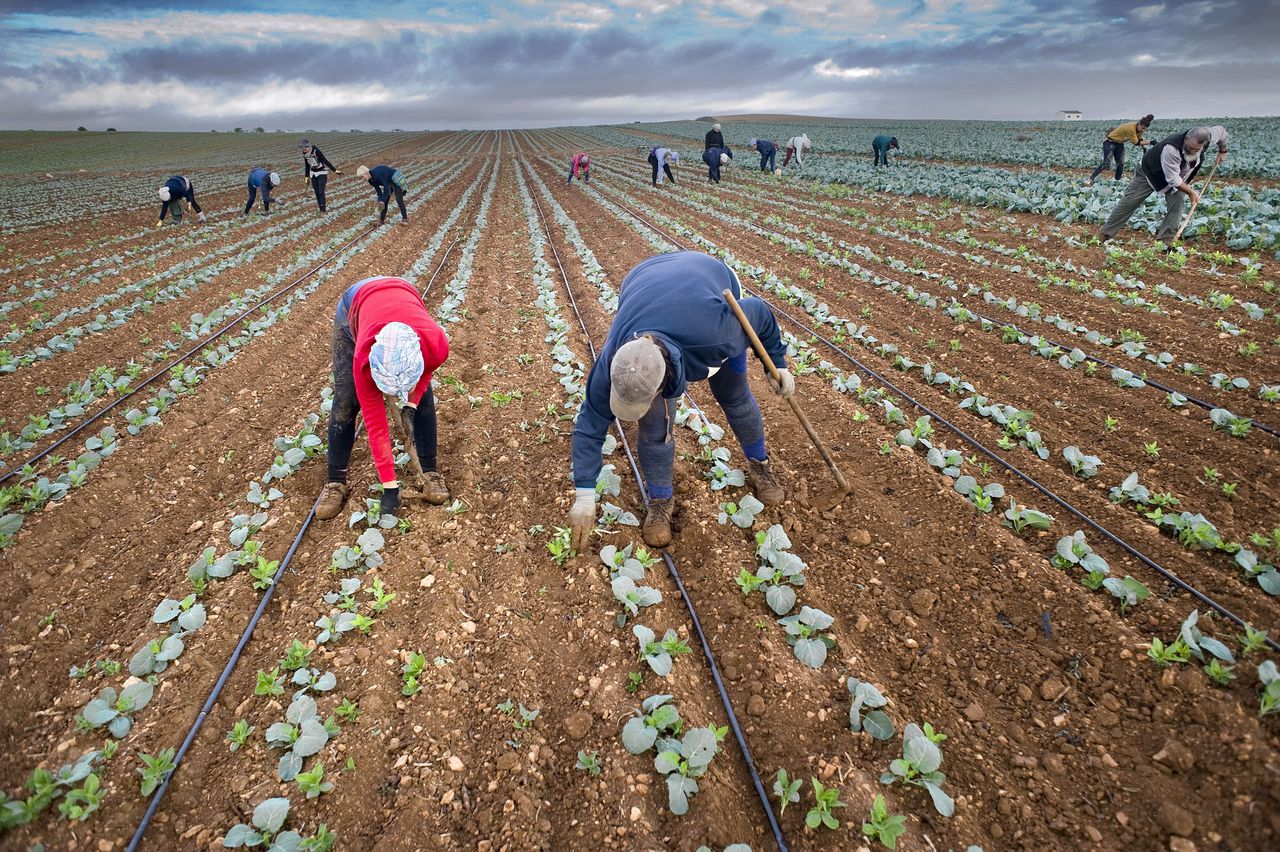 Landarbeiders aan het werk op de landbouwcoöperatie El Humoso in Marinaleda, Andalucië.