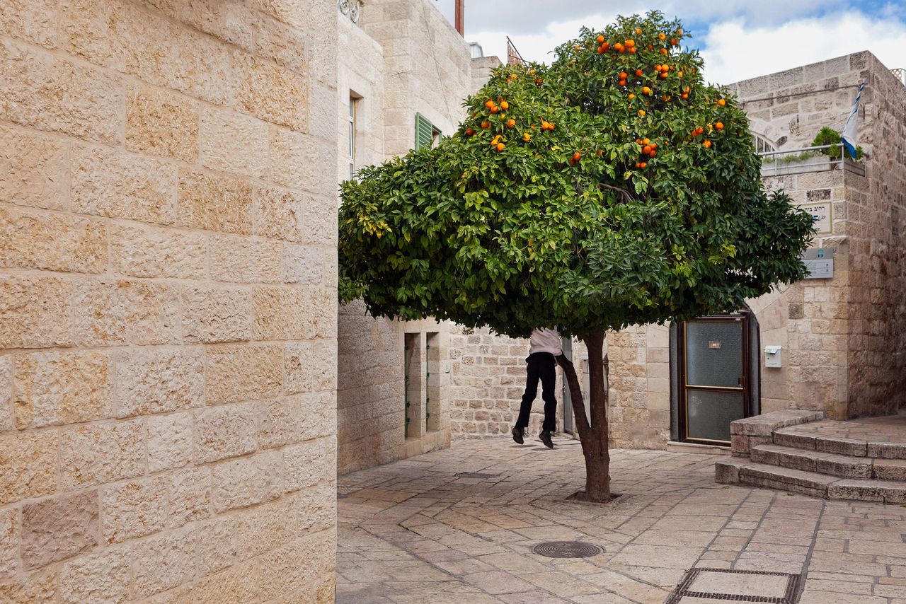 Een sinaasappelboom in de Joodse wijk van Jeruzalem.
