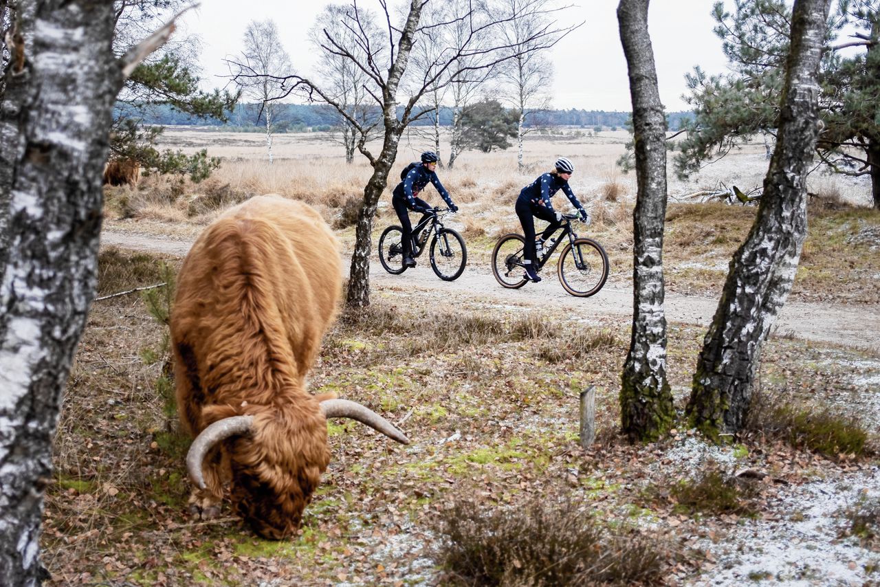 Mountainbikers rijden over een speciaal voor hen aangelegd pad op de Veluwe nabij Deelen: de Gravelty Rudolph-tocht.