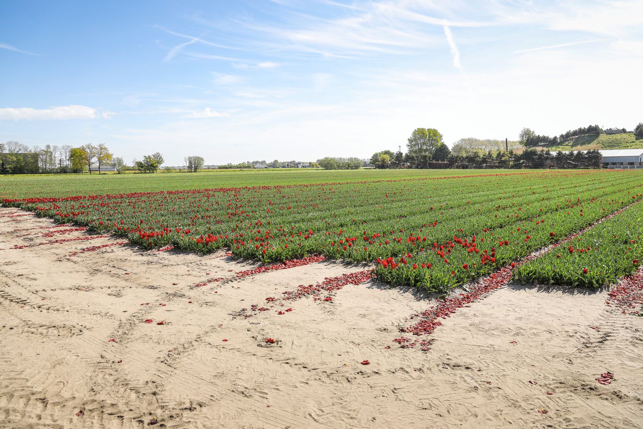 Op een bollenveld bij Noordwijkerhout zouden de resten van het lichaam van de vermoorde Patrick van Dillenburg zijn verspreid.