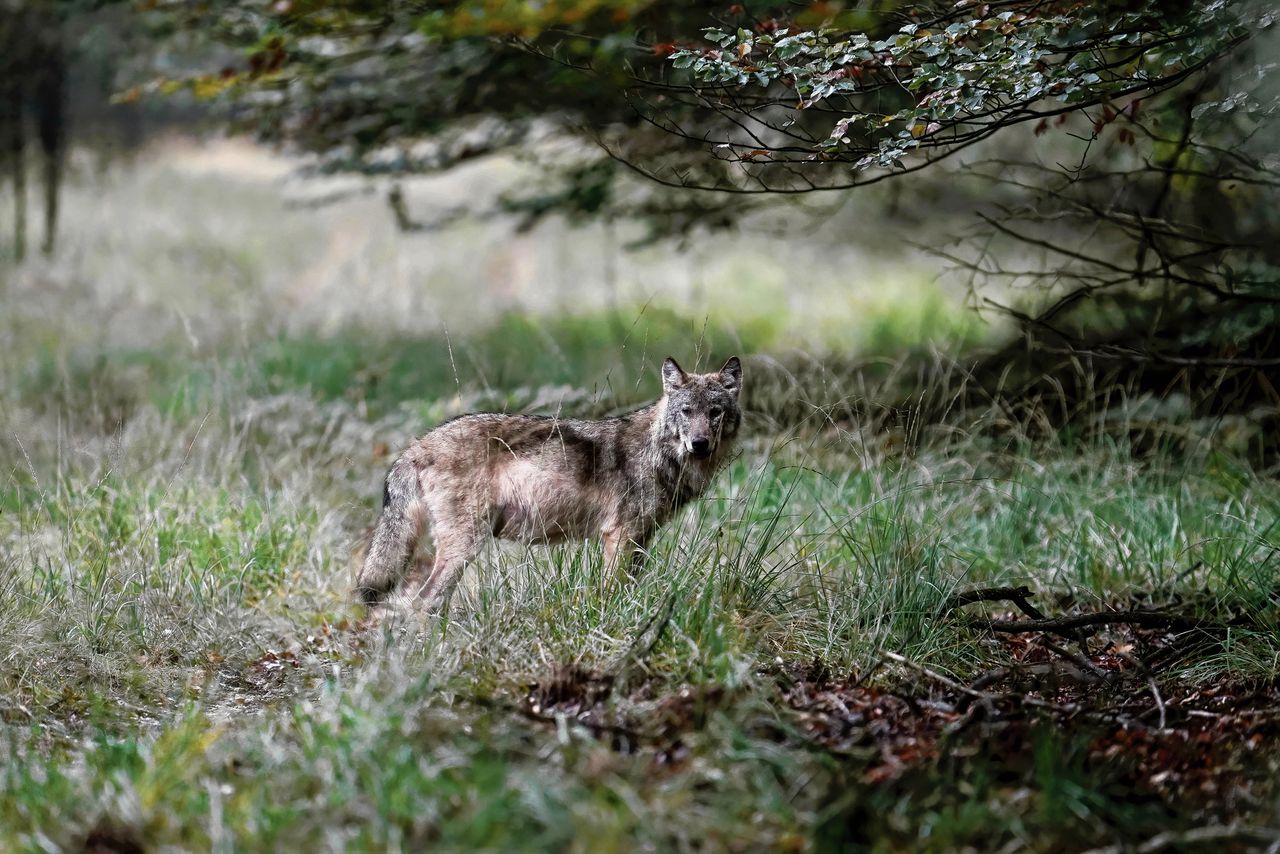 Wolf op de Veluwe.