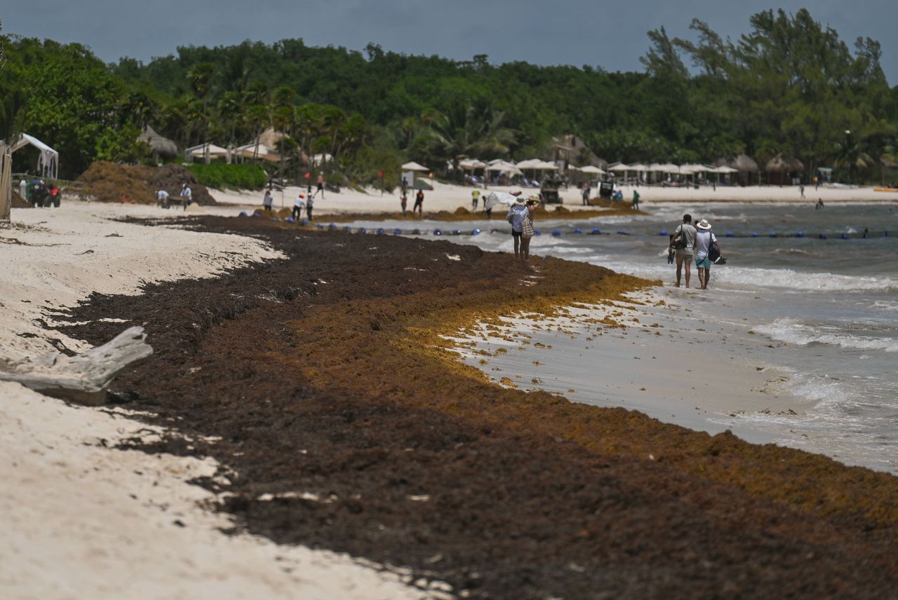 Een dikke laag sargassum op het strand bij Playa del Carmen zorgt voor een rotte-eierenlucht.