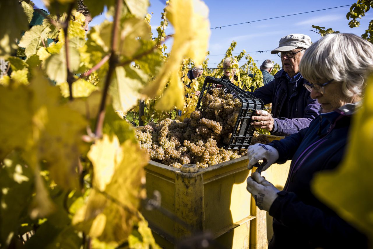 In de wijngaard van het Betuws Wijndomein worden Johanniter druiven geplukt. Nederlandse wijngaarden produceerden in 2022 een recordhoeveelheid wijn.