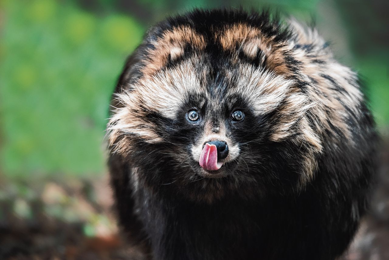 Een wasbeerhond (Nyctereutes procyonoides) dankt zijn naam aan de gelijkenis met een wasbeer, maar is een hondachtige.