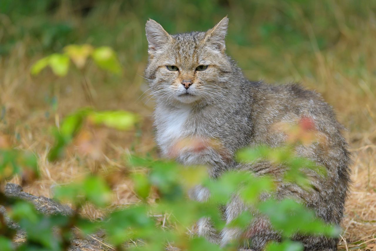 In Nederland leven zo'n 15 wilde katten.