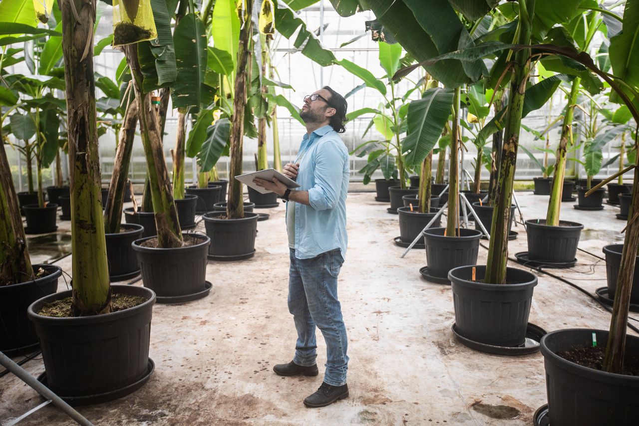 Fernando García-Bastidas tussen de bananenplanten.