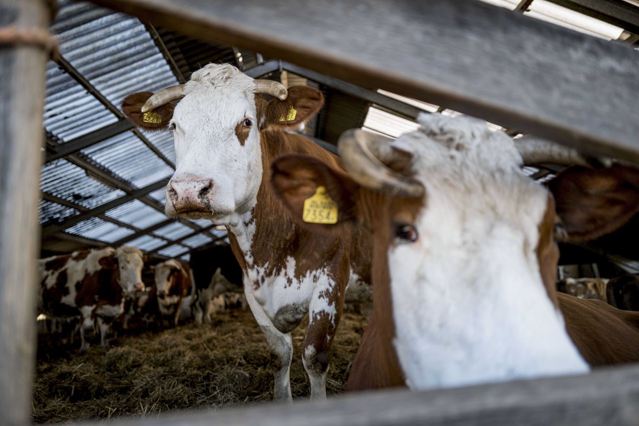 Koeien staan met kalfjes in de stal bij biodynamische boerderij Bronkhorst.