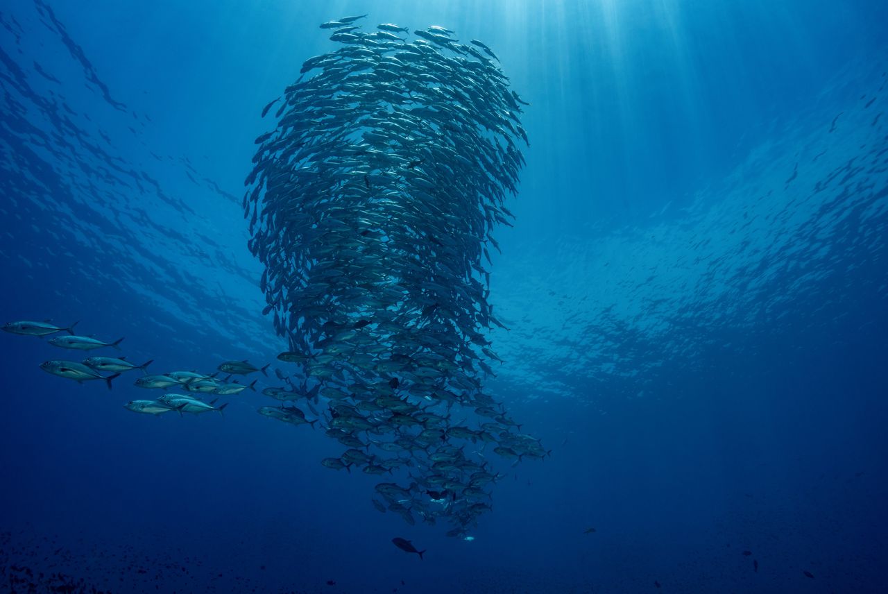 Het oceanenakkoord moet richting gaan geven aan hoe de internationale wateren ‘gebruikt’ kunnen worden.