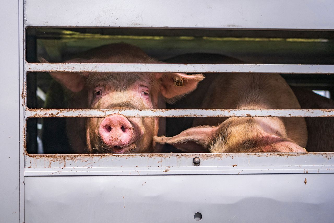 Varkens op weg naar het slachthuis. Ook in 2021 werden varkens in slachthuizen slecht behandeld.