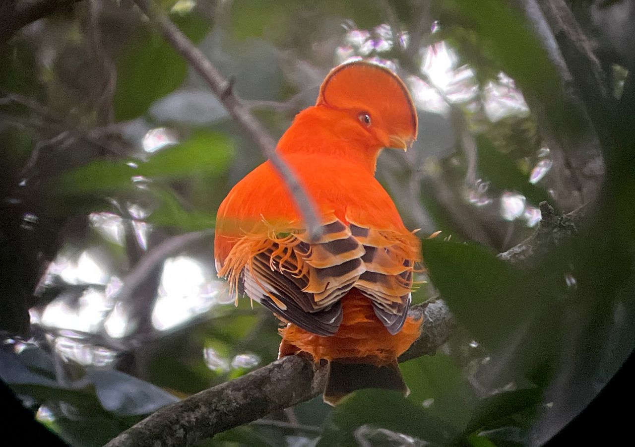 Oranje rotshaan, mannetje op de Fredberg.