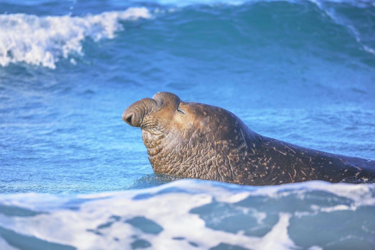 Voor zeezoogdieren, zoals deze zuidelijke zeeolifant, is slapen een riskante bezigheid. De slaaponderzoekers keken naar de kleinere maar verwante noordelijke zeeolifant.