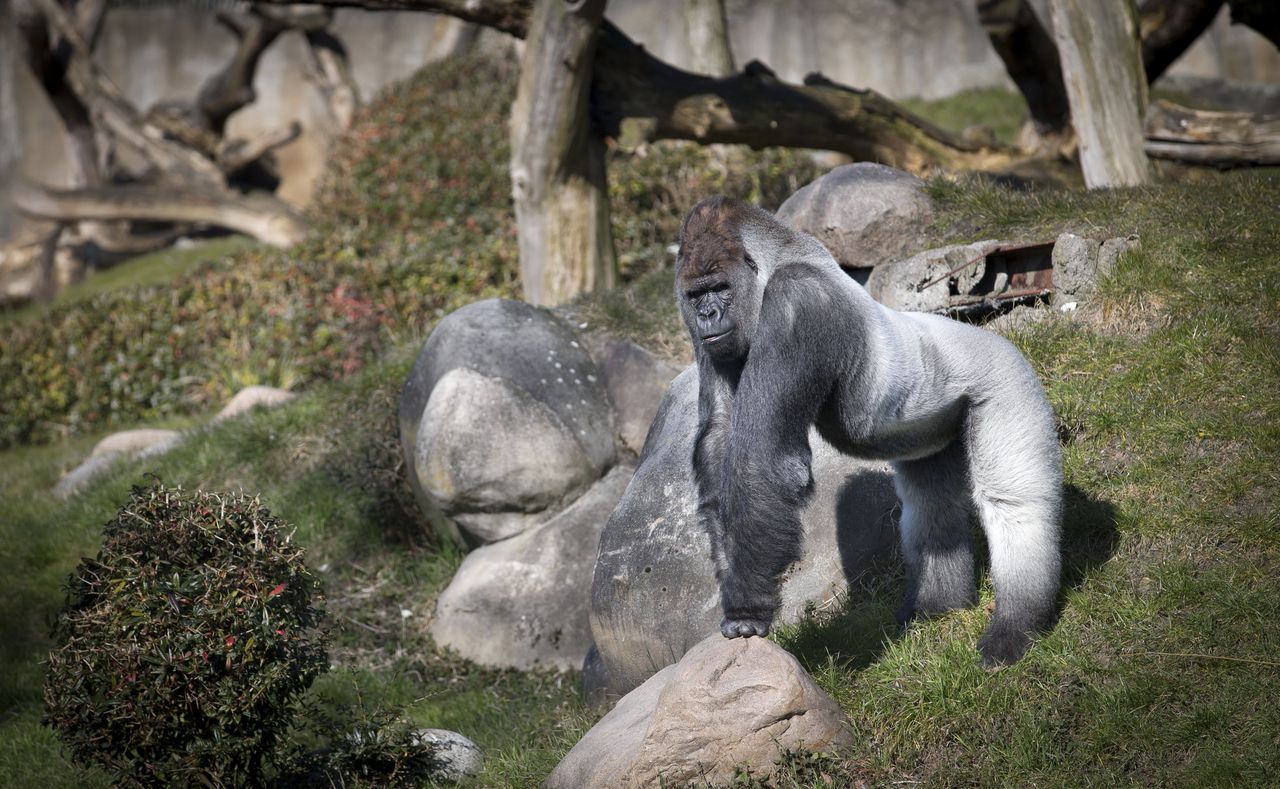 De wereldberoemde gorilla Bokito, hier op zijn twintigste verjaardag, is dinsdag op 27-jarige leeftijd overleden.