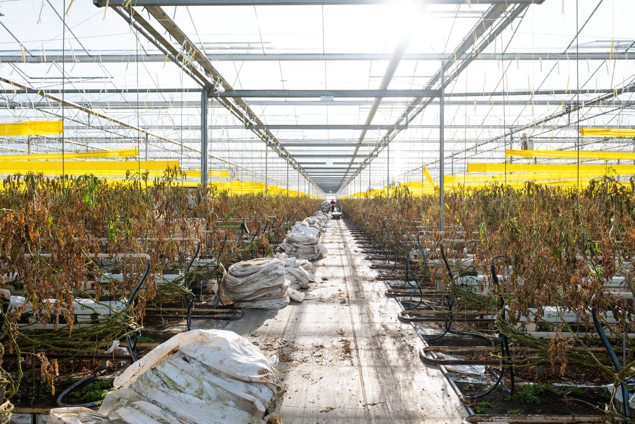 Bij een tuinbouwbedrijf in Steenbergen stond in november een deel van de tomatenkassen leeg door de hoge energieprijzen.