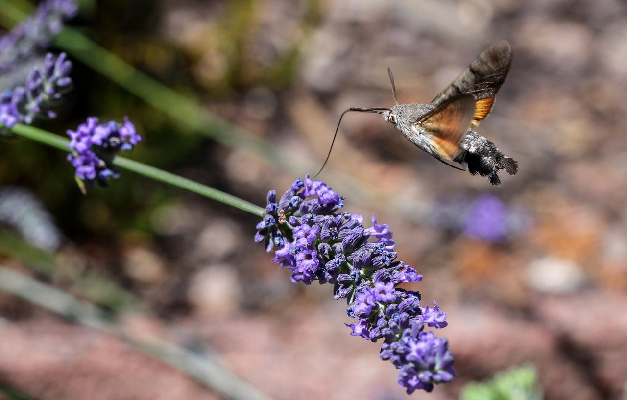 Kolibrievlinder, Macroglossum stellatarum