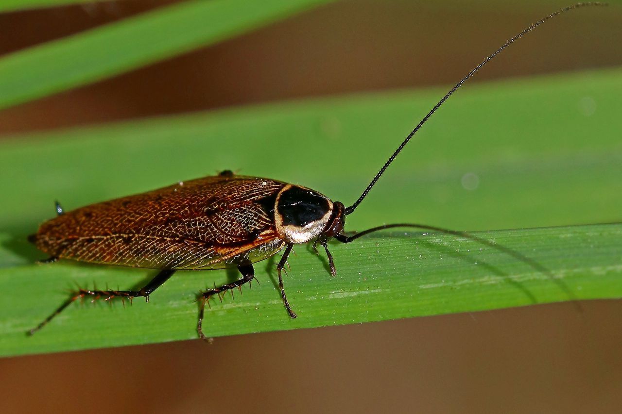 Boskakkerlak Ectobius sylvestris