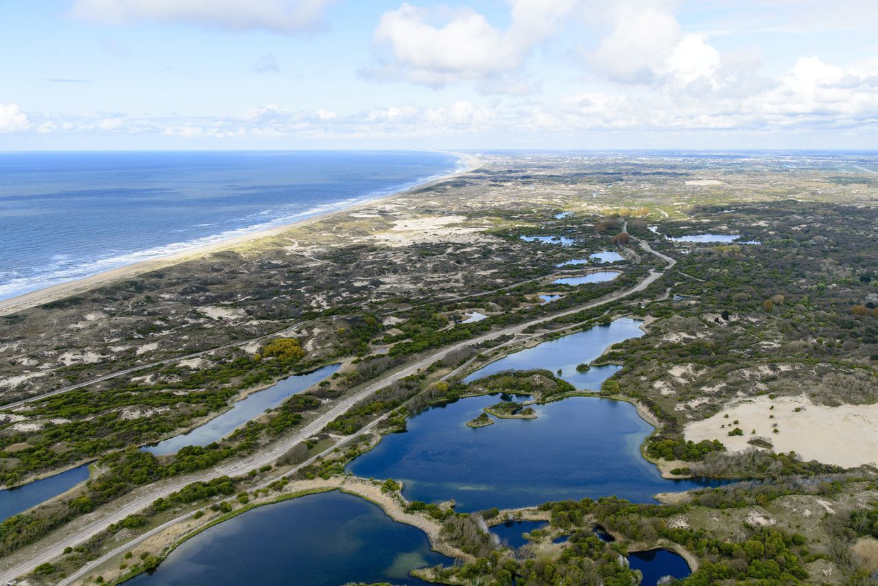 Waterwingebied bij de duinen van Meijendel, een natuurreservaat ten noorden van Scheveningen en ten zuidwesten van Wassenaar.